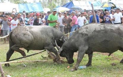 carabao fight to death|Leyte town cancels 400.
